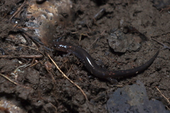Plethodon cinereus image
