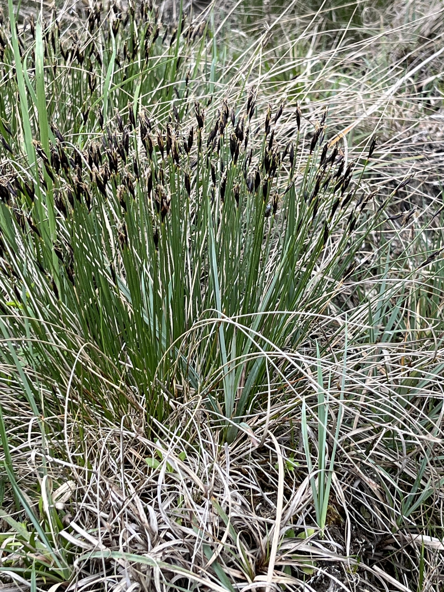 Schoenus ferrugineus