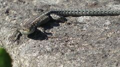 Podarcis guadarramae