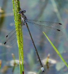 Lestes vidua