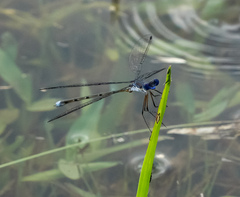 Lestes vidua