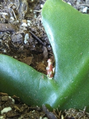 Disocactus anguliger