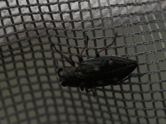 Phaenops