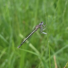 Platycnemis pennipes