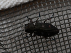 Phaenops