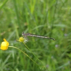 Platycnemis pennipes