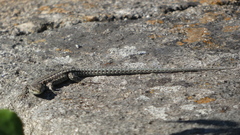 Podarcis guadarramae