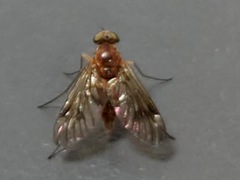 Chrysopilus laetus