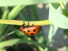 Chelymorpha cassidea