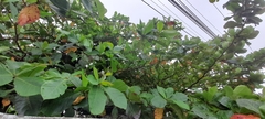 Terminalia catappa
