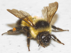 Bombus vagans bolsteri