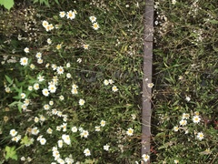 Leucanthemum vulgare