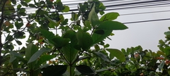 Terminalia catappa