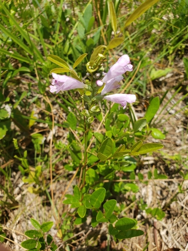 Image of Physostegia purpurea by no rights reserved