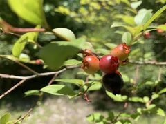 Vaccinium virgatum