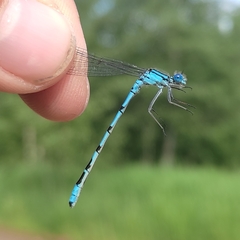 Enallagma cyathigerum