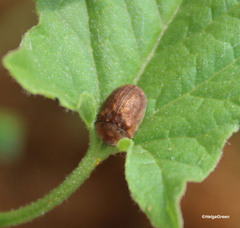 Hypocassida subferruginea