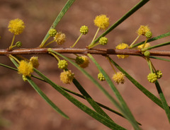 Acacia ramiflora