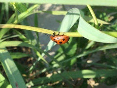 Chelymorpha cassidea