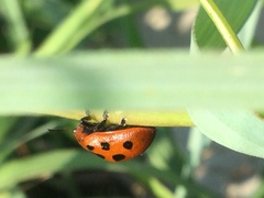 Chelymorpha cassidea
