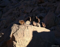 Procavia capensis