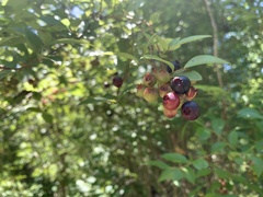 Vaccinium virgatum
