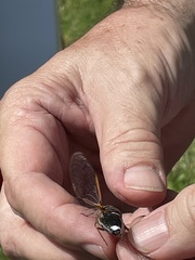 Diceroprocta cinctifera