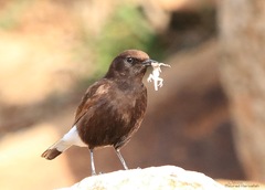 Oenanthe leucura