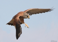 Falco tinnunculus