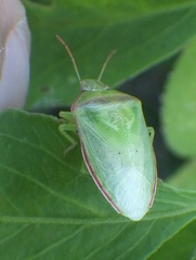 Piezodorus guildinii