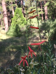 Penstemon labrosus