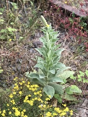 Verbascum