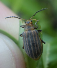 Neolochmaea dilatipennis