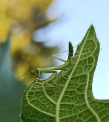Hierodula transcaucasica