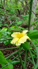 Pereskiopsis kellermanii