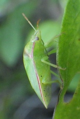 Piezodorus guildinii