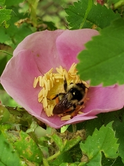 Bombus ternarius