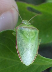 Piezodorus guildinii
