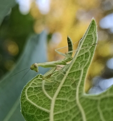 Hierodula transcaucasica