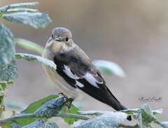 Ficedula speculigera