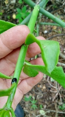 Pereskiopsis kellermanii
