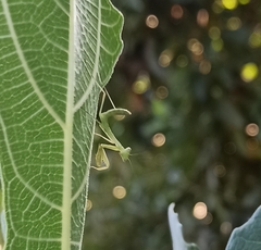 Hierodula transcaucasica