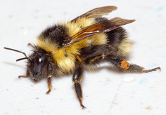 Bombus vagans bolsteri