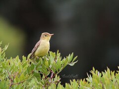Hippolais polyglotta