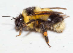 Bombus vagans bolsteri