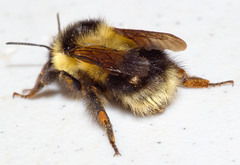 Bombus vagans bolsteri