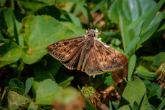 Erynnis horatius
