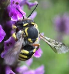Anthidium manicatum