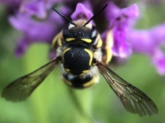 Anthidium manicatum