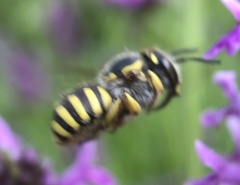 Anthidium manicatum
